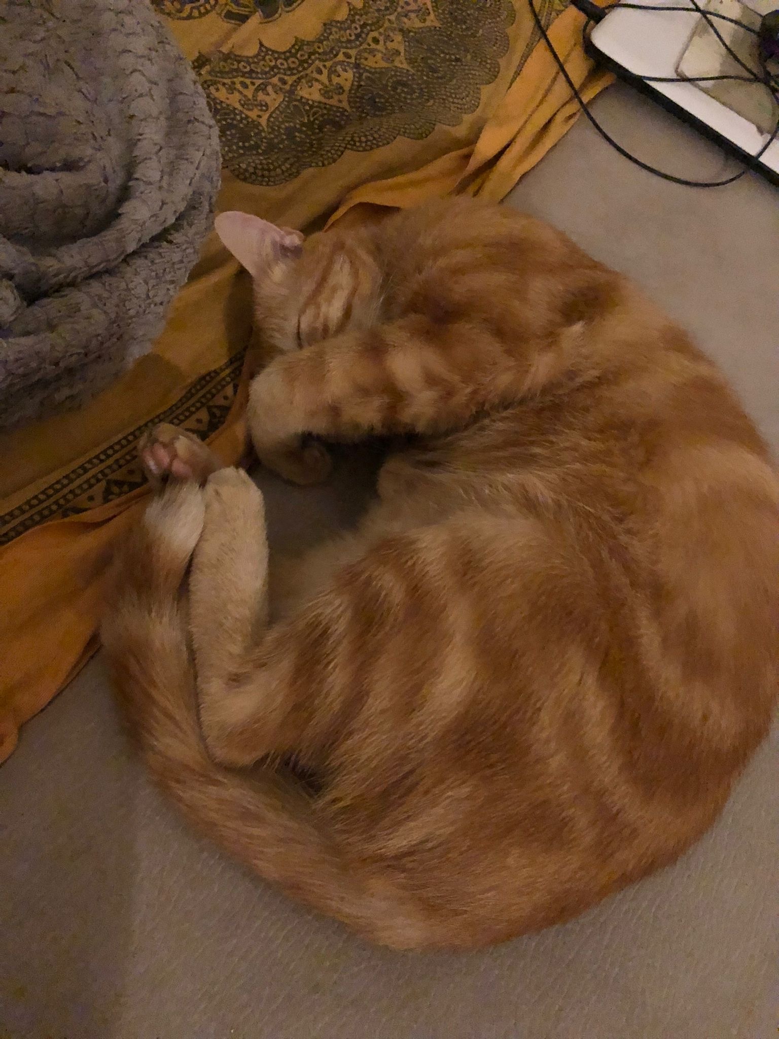 Profil de Patrique, 19 ans, Libertine à Saint-Norbert-d'Arthabaska