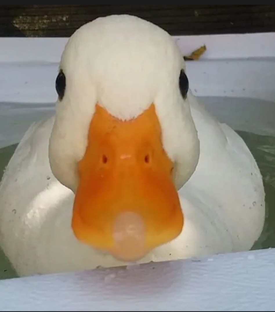 Profil de Mathieu, 21 ans, Libertine à Carmanville