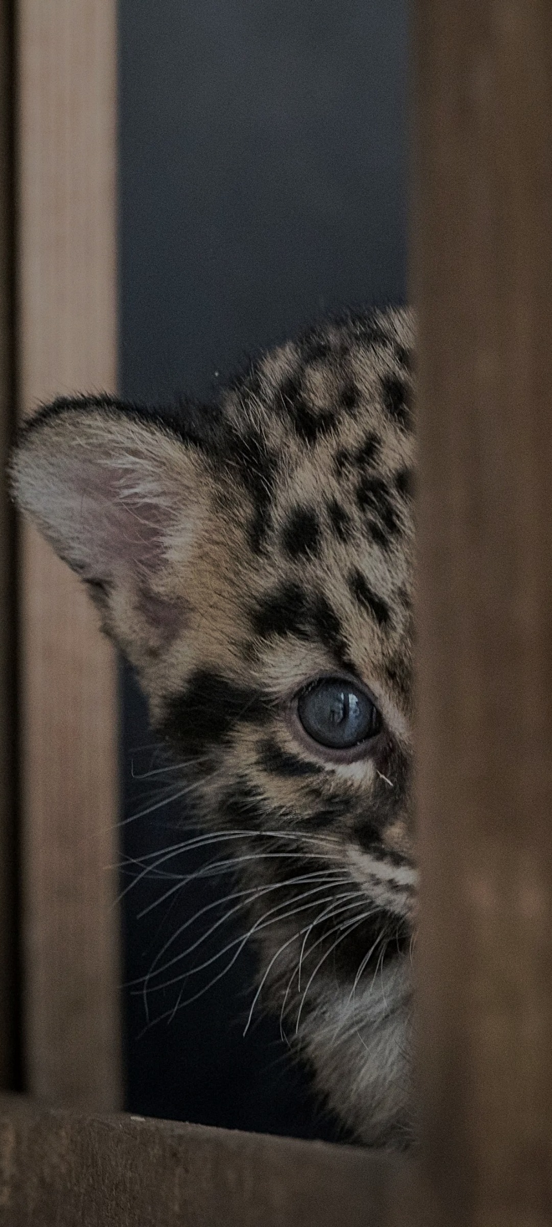 Profil de Diogo, 40 ans, Libertine à Conmee